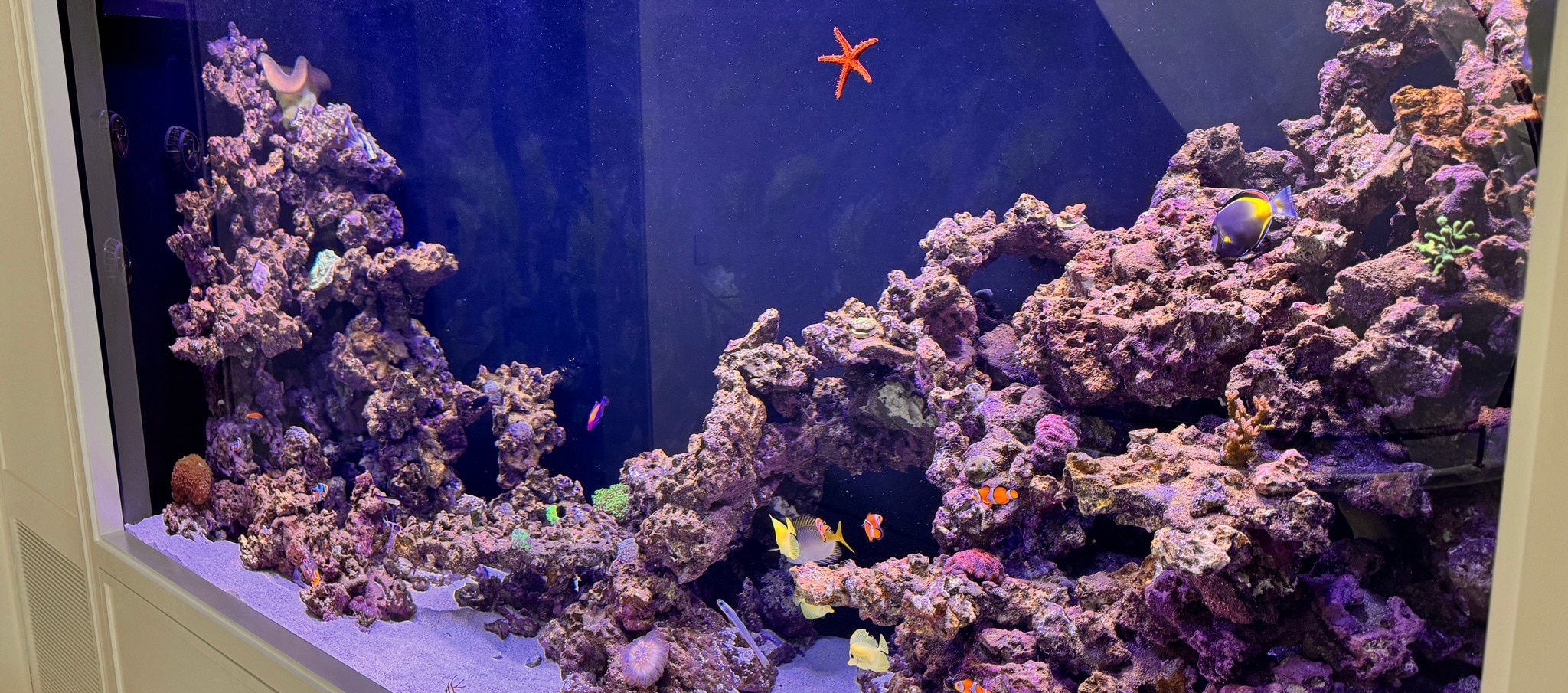 800 gallon Living reef display close up