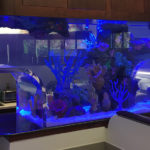 aquarium maintenance near me