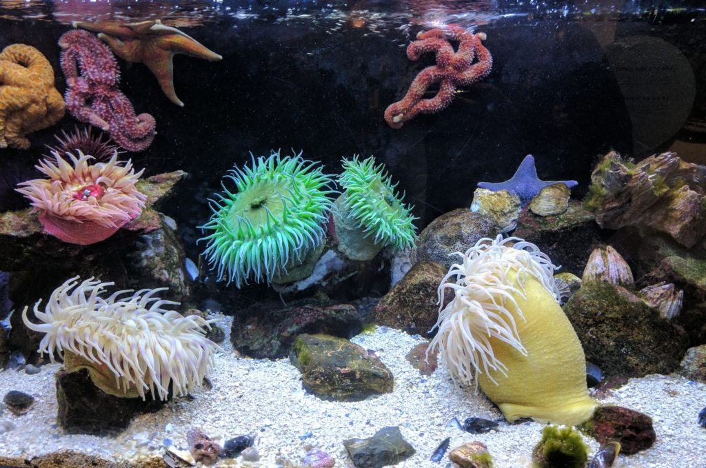custom-aquarium-near-me-armco-aquariums-serving-philadelphia