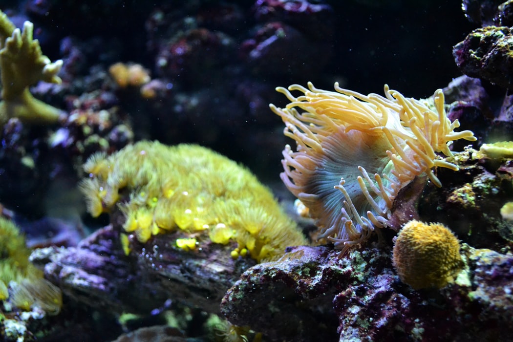 aquarium cleaning services