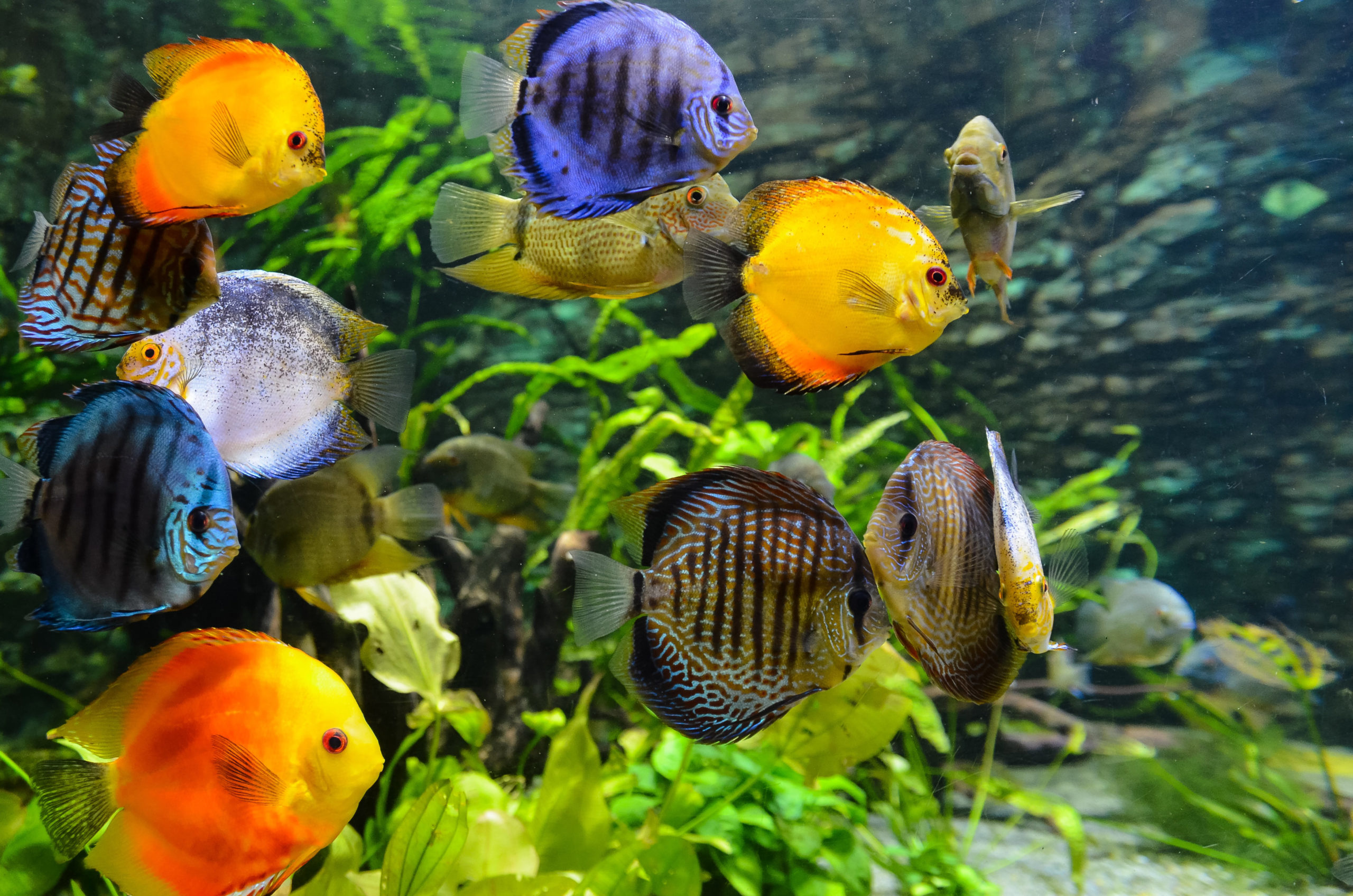 Custom Fish Tank - Armco Aquariums Serving Philadelphia, Wilmington, DE