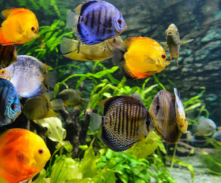 Custom Fish Tank Armco Aquariums Serving Philadelphia