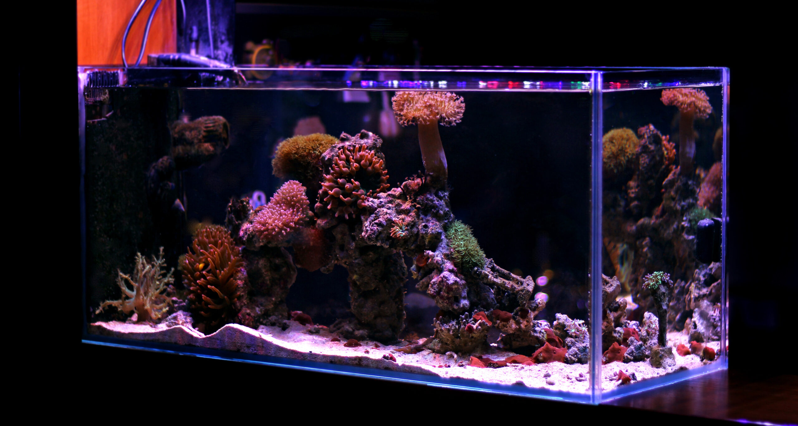 custom aquarium main line