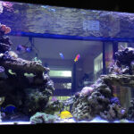 Looking For A Top-Rated Aquarium Maintenance Company?