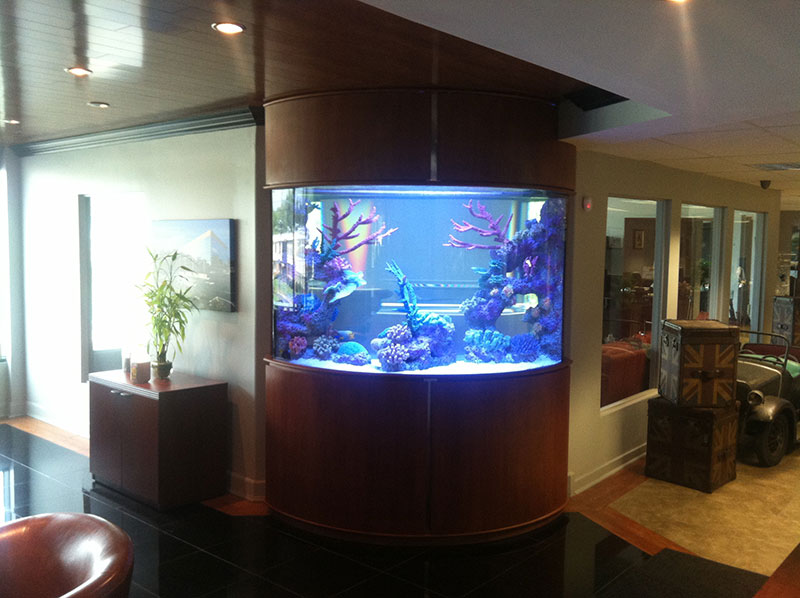 corner saltwater aquarium