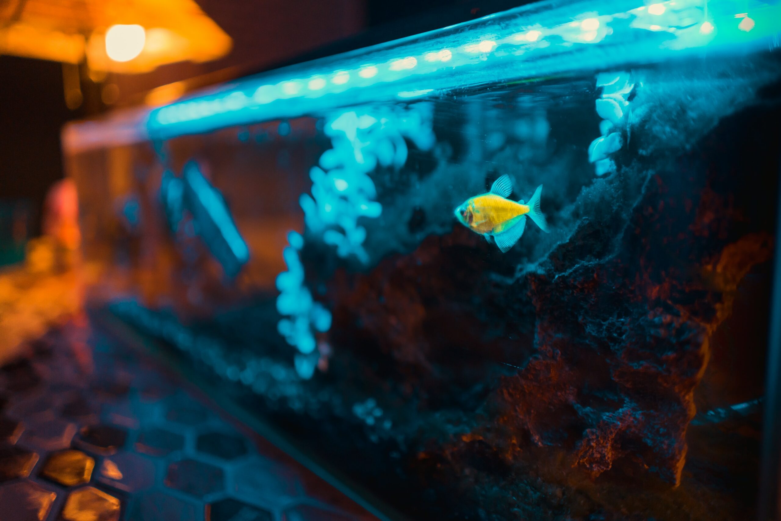 Looking for a Top-Rated Aquarium Maintenance Company?