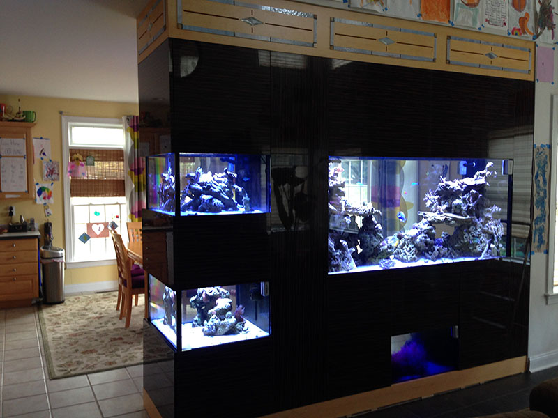 Where to Find the Best Custom Aquariums: Armco Aquatics