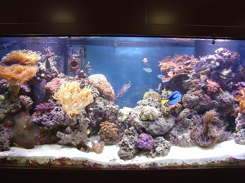 Where to Find the Best Custom Aquariums: Armco Aquatics