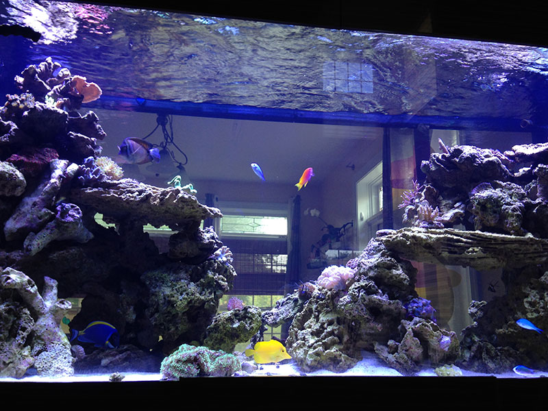 Best Builders of Custom Reef Aquariums: Armco Aquatics