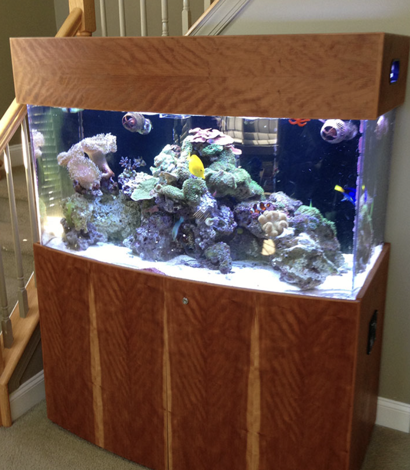 Get Aquarium Setup Service Near Me Armco Aquatics Armco