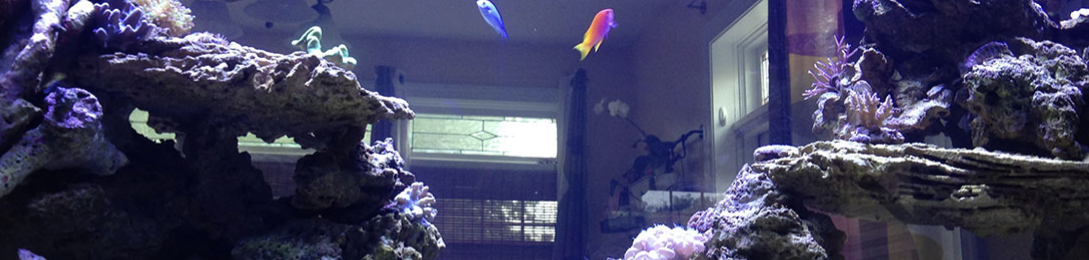 professional aquarium services near me