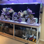 fish tank care