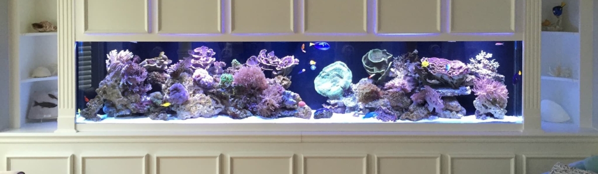 10 Foot Mixed Reef