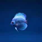 freshwater fish