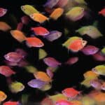 colorful fish