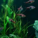 aquarium