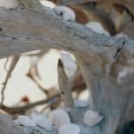 driftwood for fish aquariums